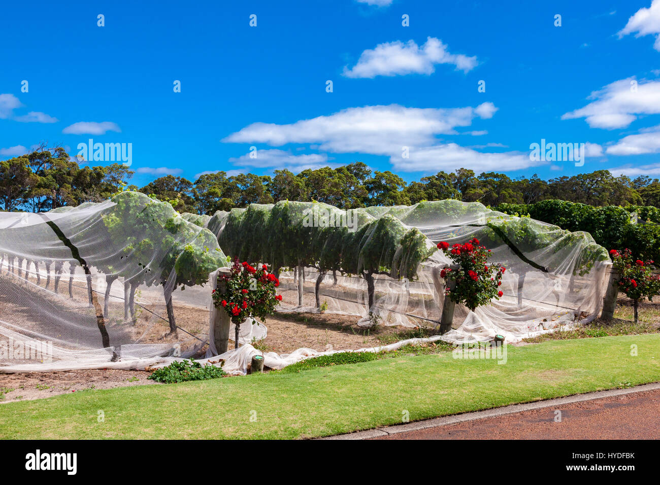 Voyager Estate vineyard, Margaret River, South Western Australia Stock