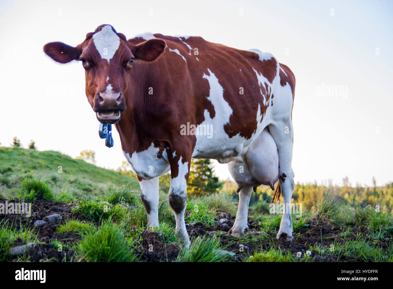 Animal on farm Stock Photo - Alamy