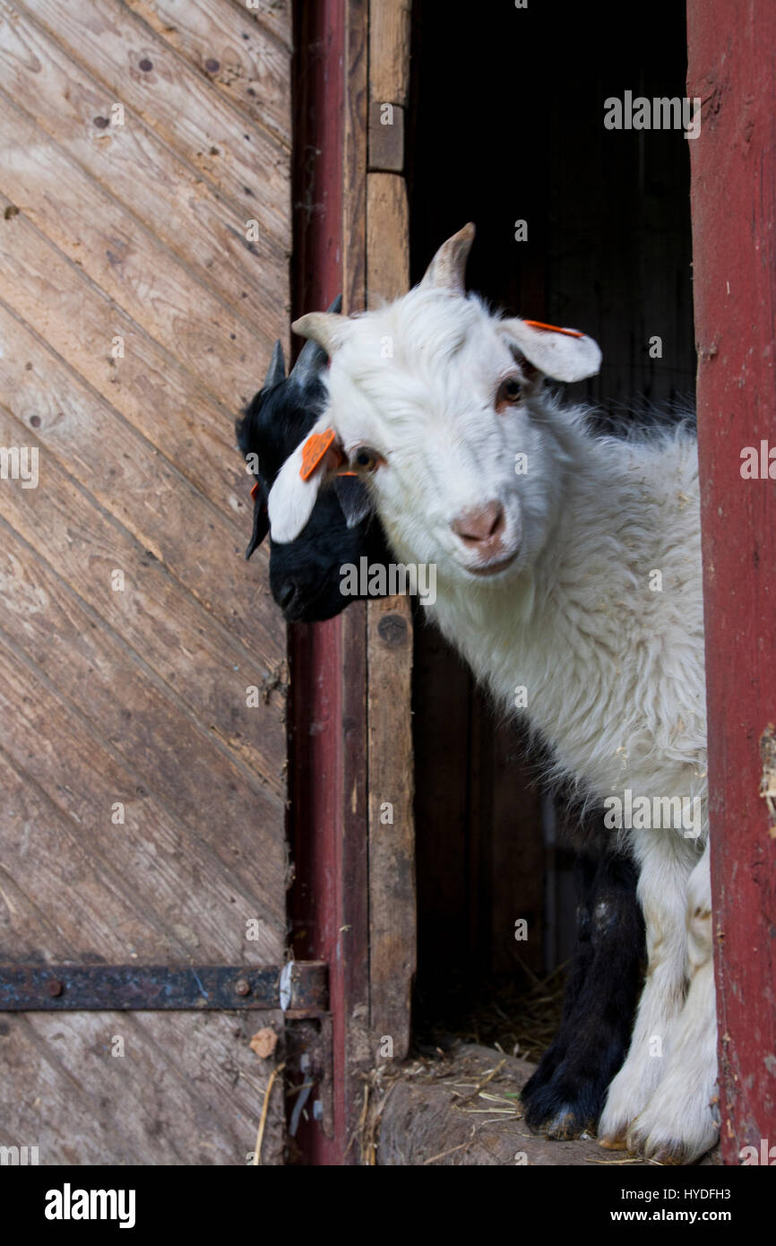 Animal on farm Stock Photo