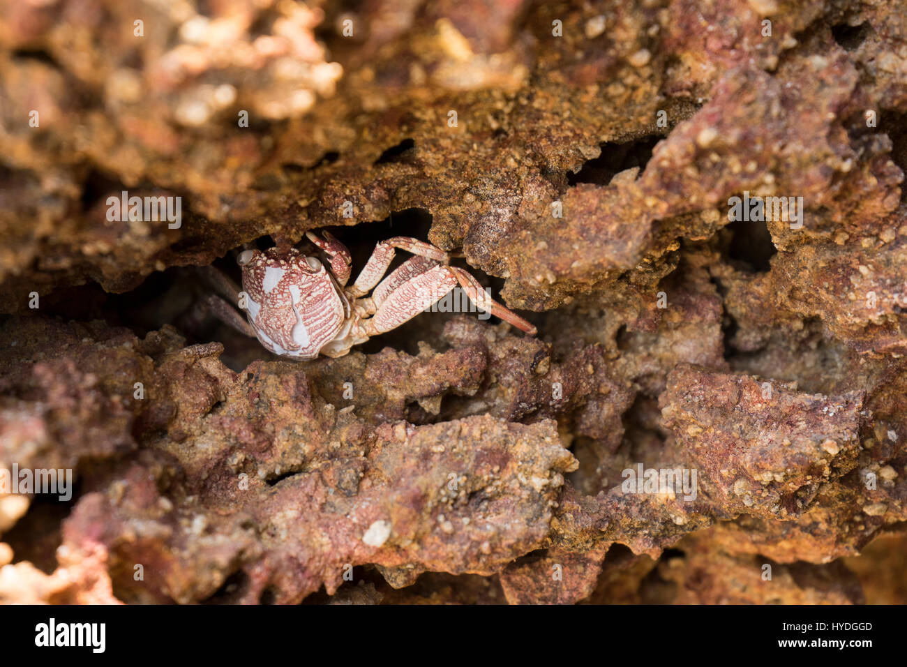 Crab Stock Photo