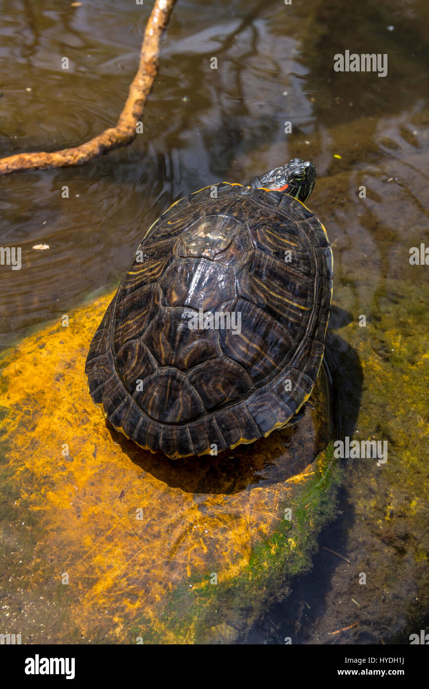 red-eared slider turtle, freshwater pond, Sonoma Square, city of Sonoma, Sonoma, Sonoma County, California, United States Stock Photo