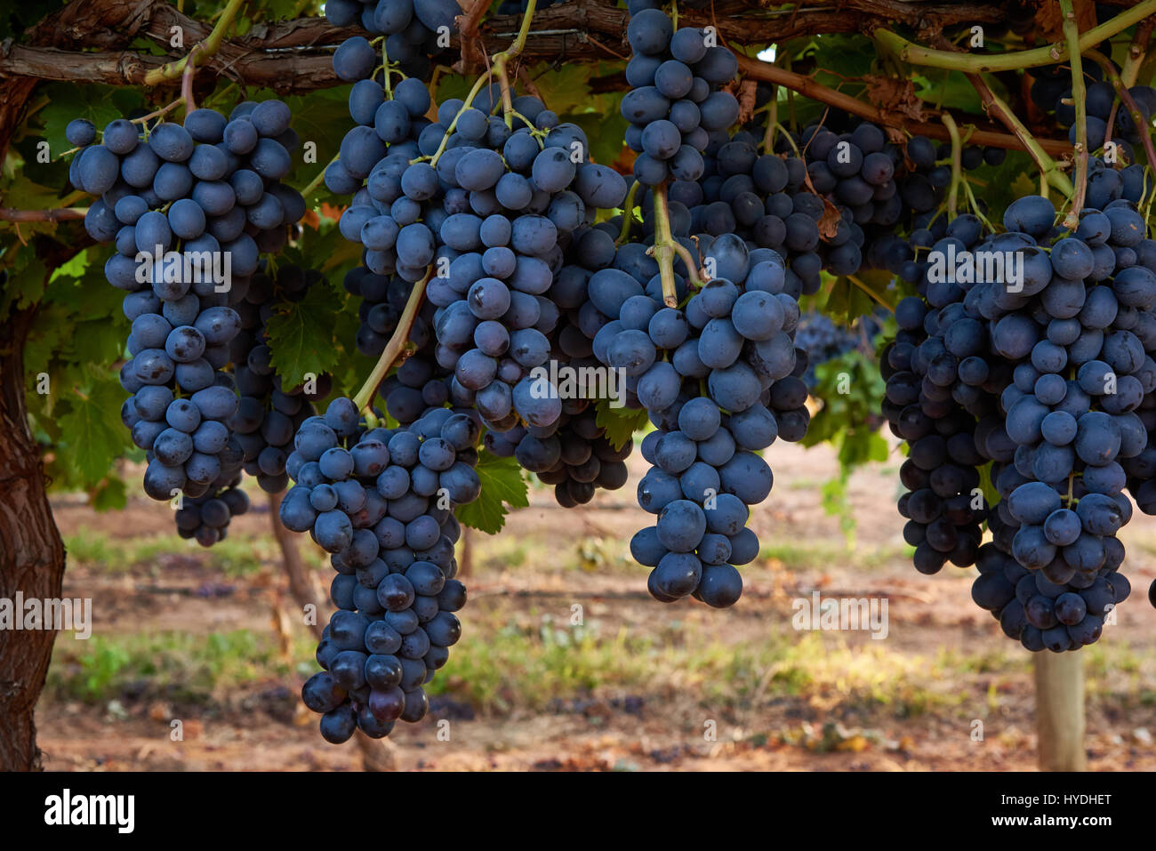 Adora Seedless grapes hanging on vines, near Robinvale, Victoria, Australia This is a PBR variety, licensed by Sun World. Stock Photo