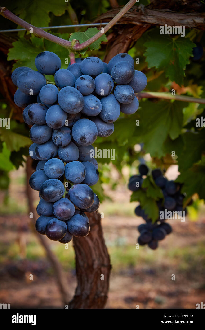 Adora Seedless grapes hanging on vines, near Robinvale, Victoria