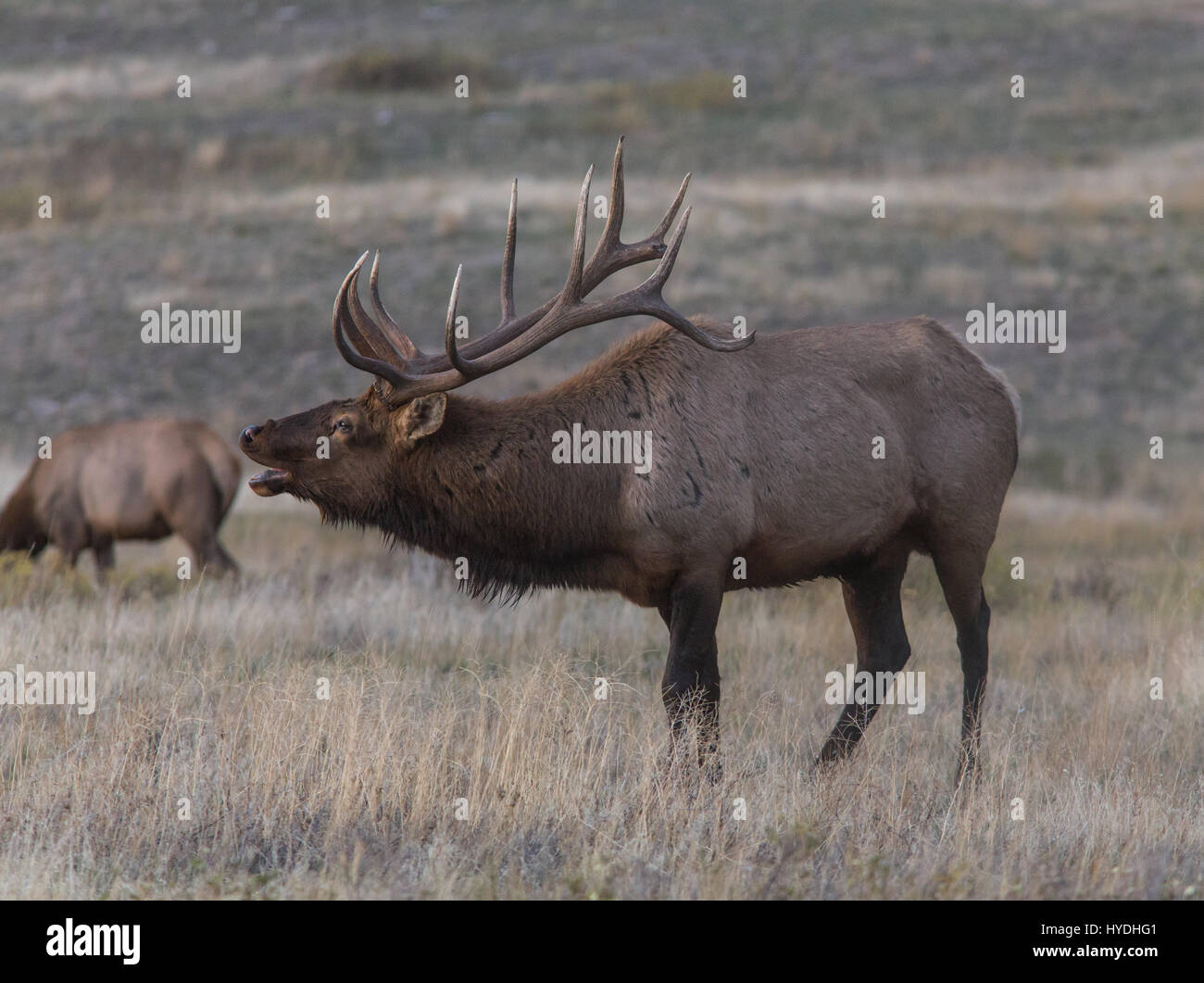 Montana elk hires stock photography and images Alamy