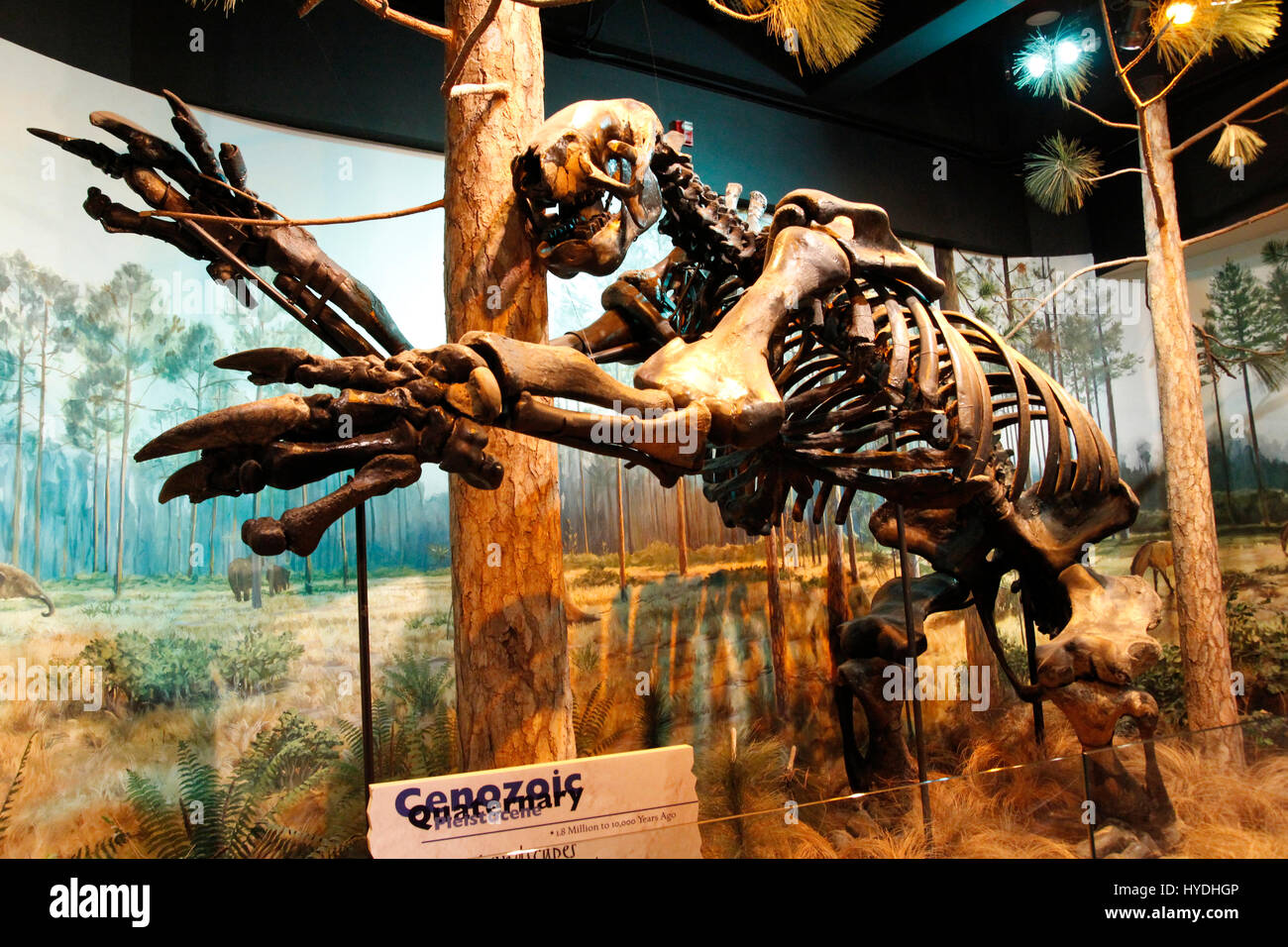 North Carolina museum of natural science Raleigh Stock Photo Alamy