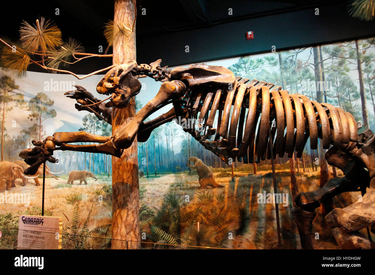 North carolina natural science museum hires stock photography and