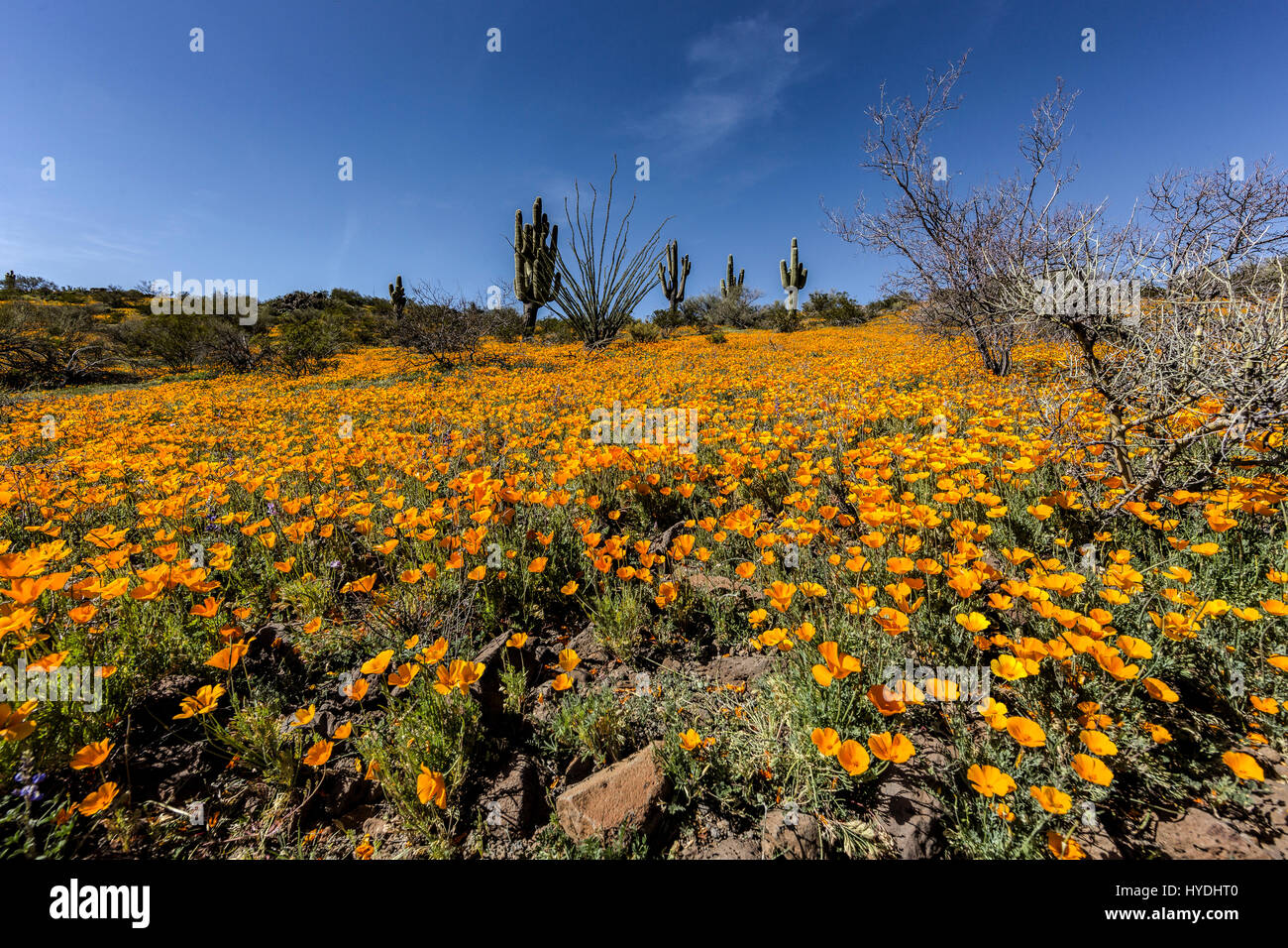 Saguaros blue sky super bloom hires stock photography and images Alamy