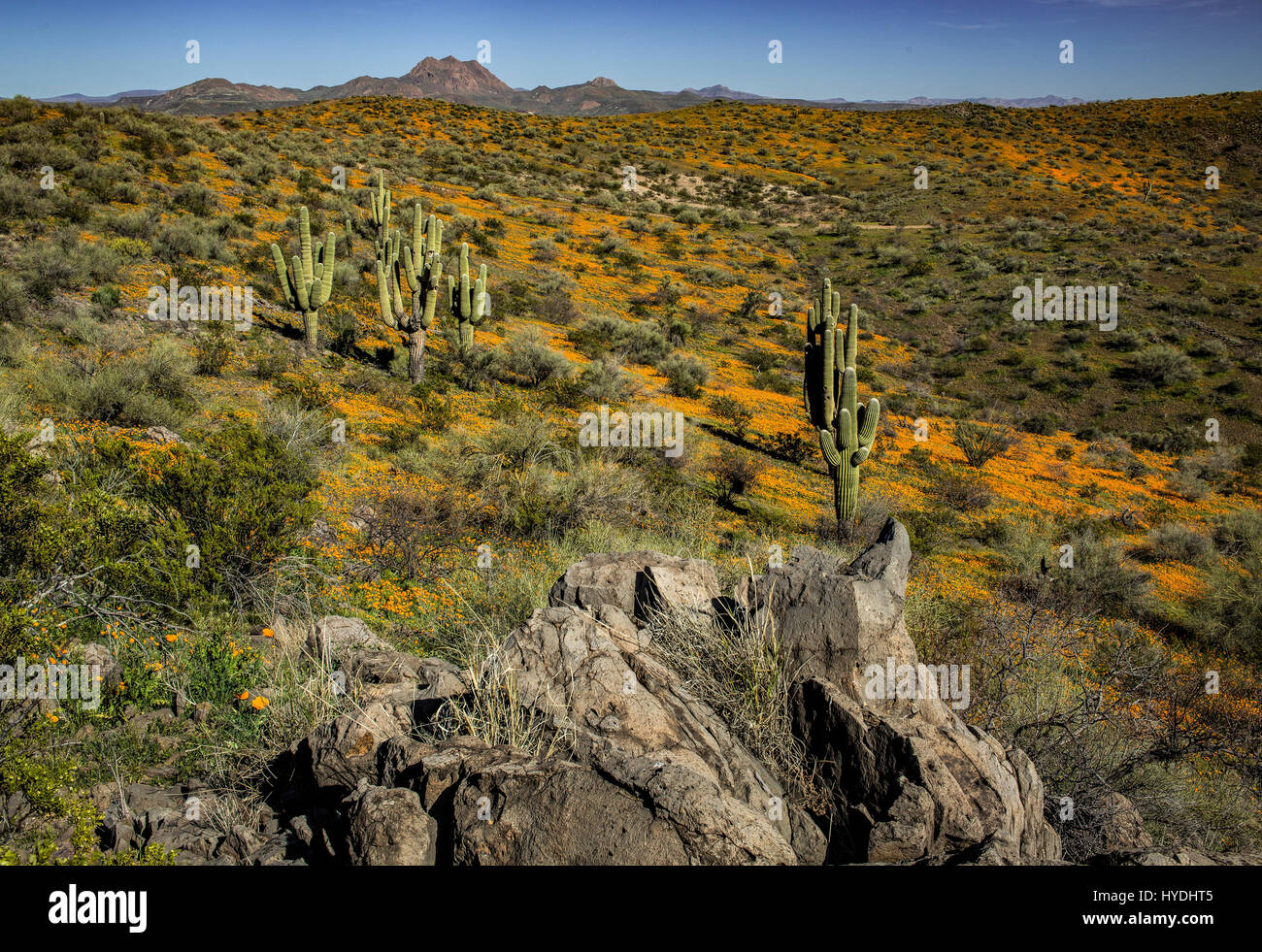 Super bloom spring wildflowers mountains hires stock photography and