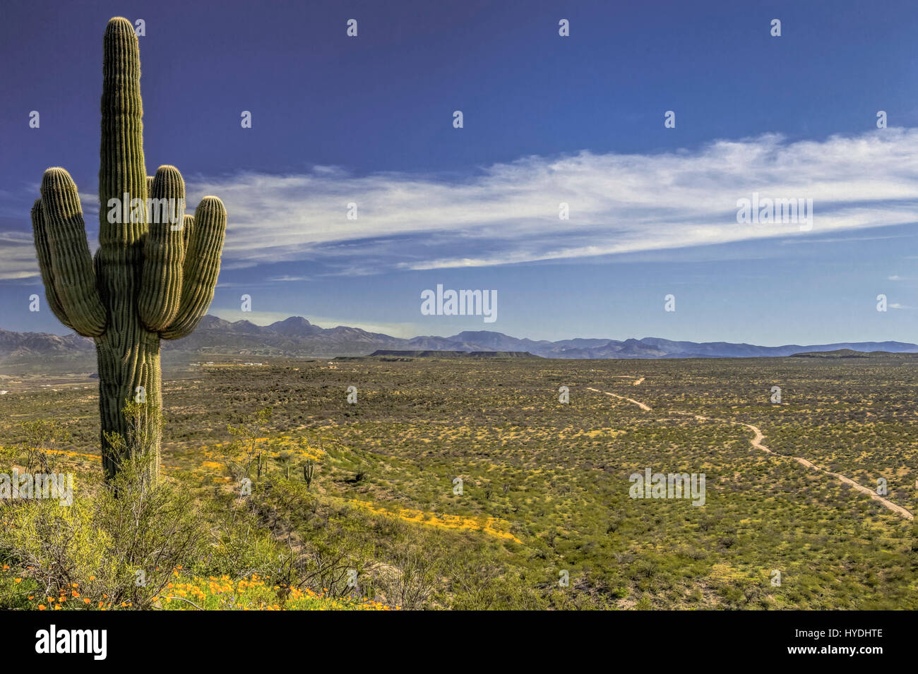 2017 Spring Super Bloom at the Peridot Mesa, Sonoran Desert, San Carlos ...