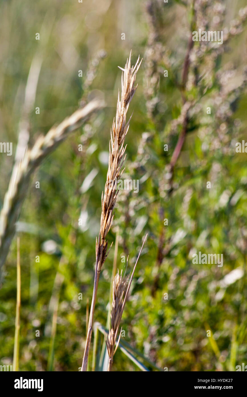 Straw mountain hi-res stock photography and images - Alamy