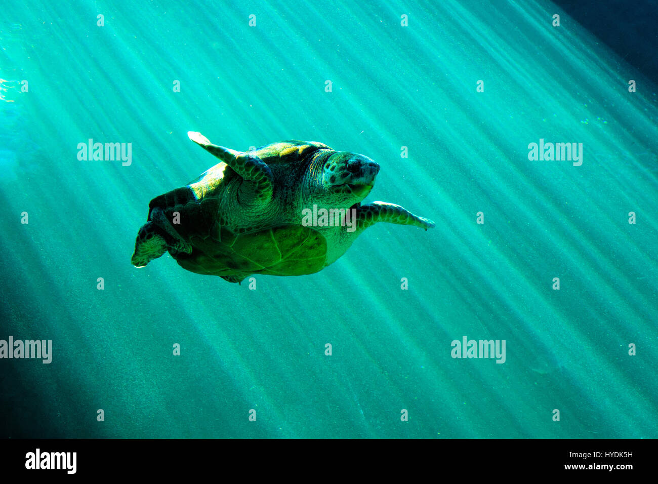Loggerhead Sea Turtle (Caretta caretta) swimming Stock Photo