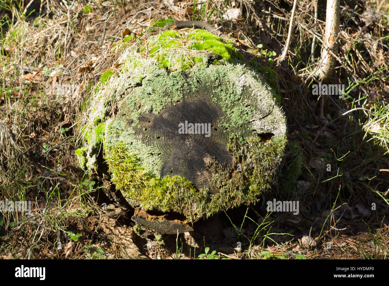 Old felled trees fallen hi-res stock photography and images - Alamy