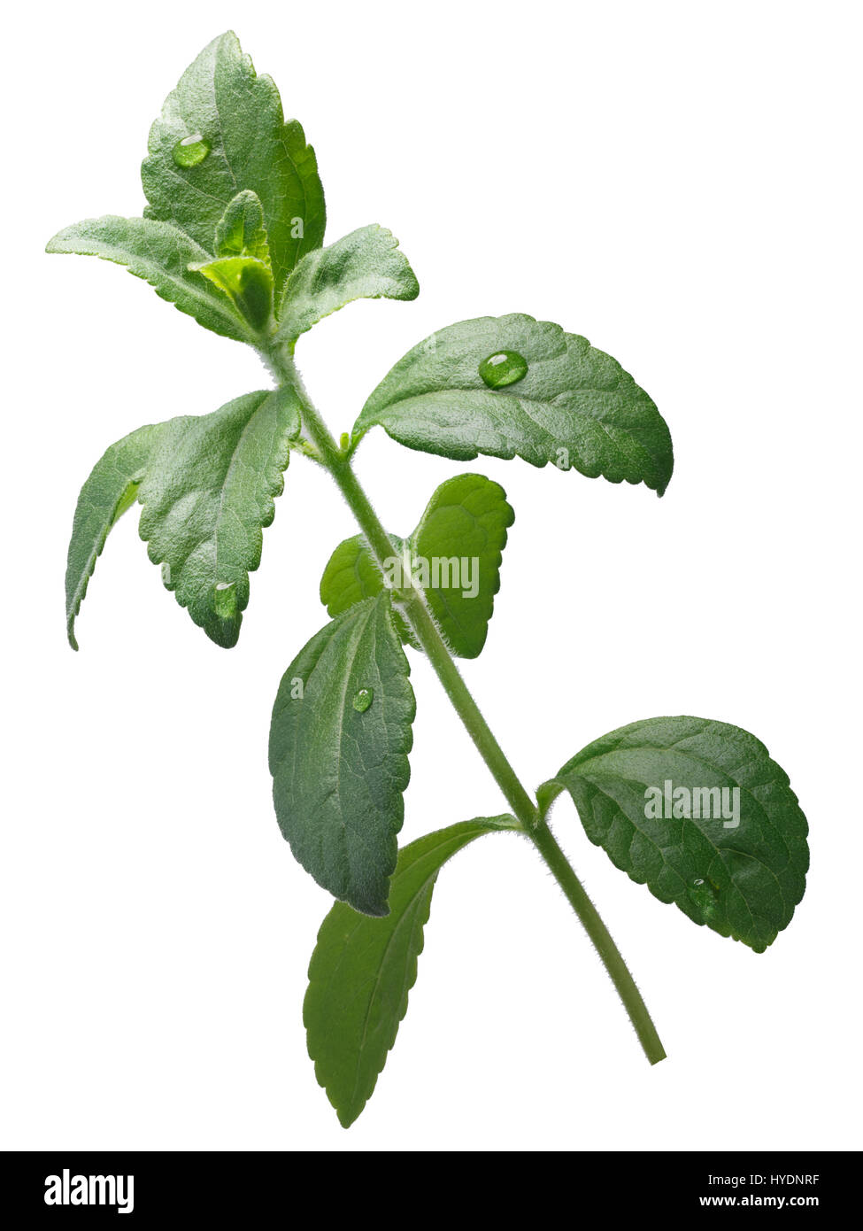 Not Just A Sweet Leaf Stevia Extracts May Help Tackle Obesity