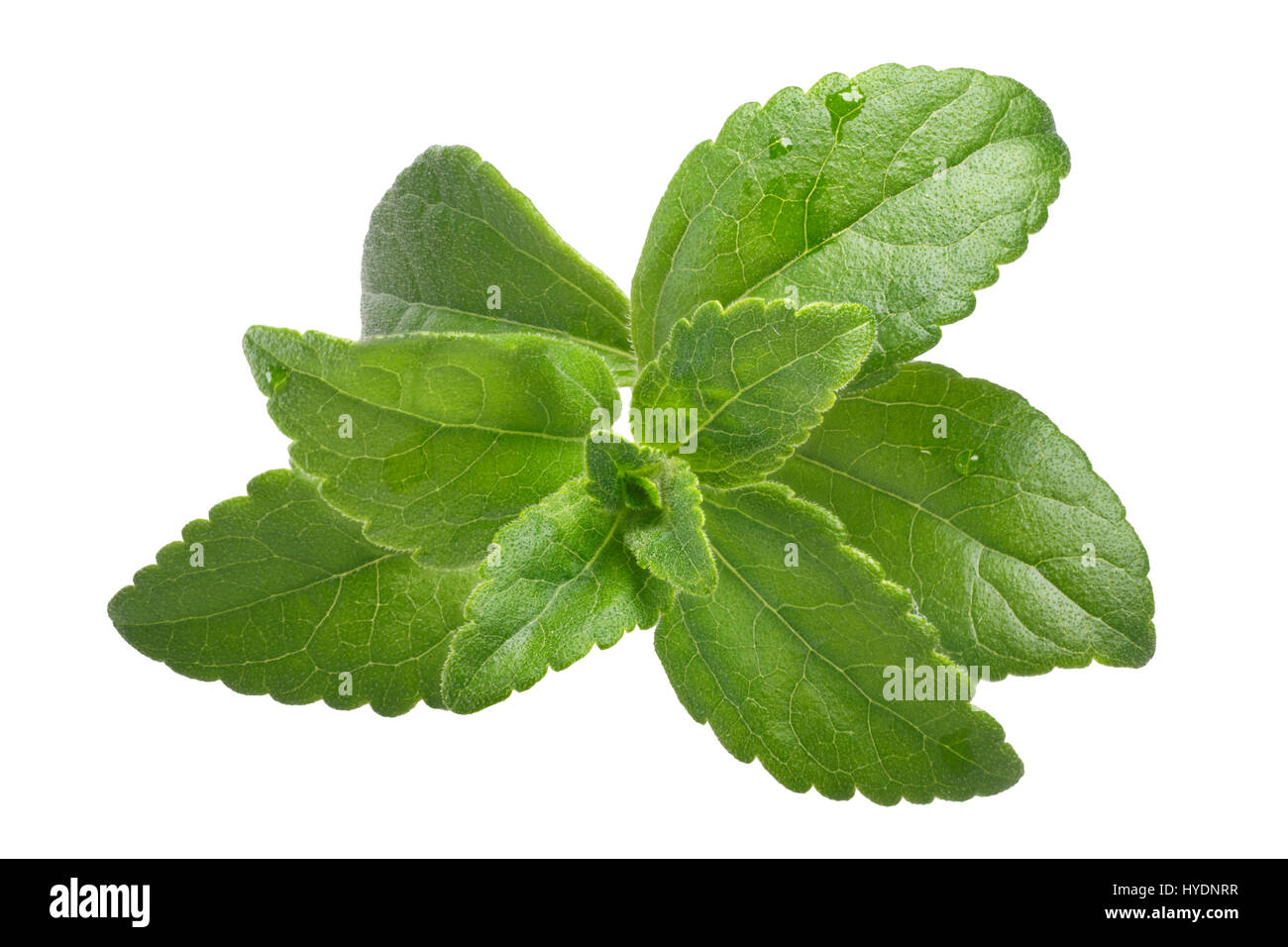 Sweetleaf or candyleaf plant (Stevia rebaudiana), natural sweetener