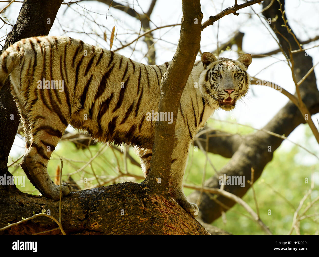 A white tiger is standing on top of a tree. Stock Photo