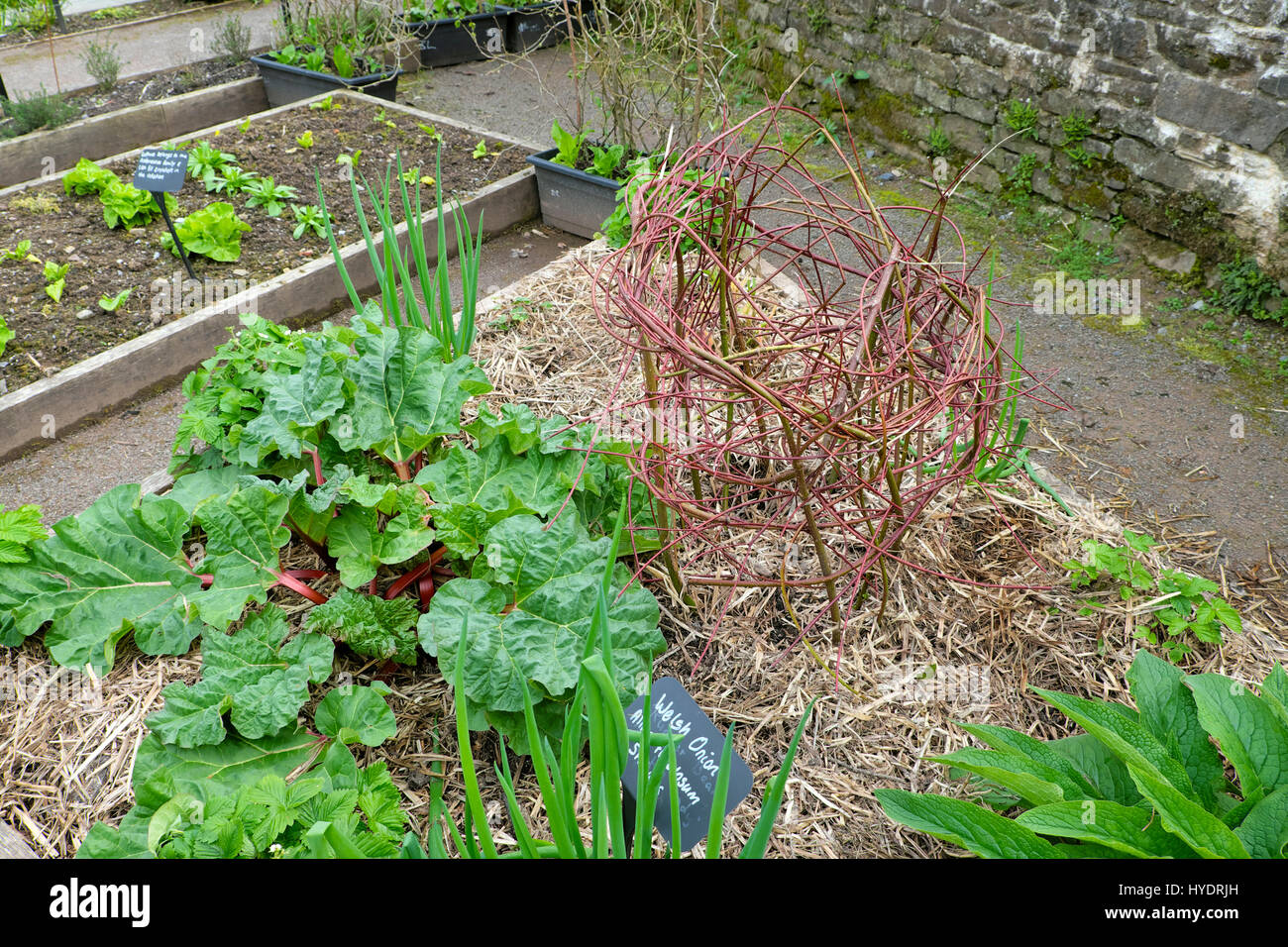 Rhubarb and woven dogwood stem structure in framed garden bed with
