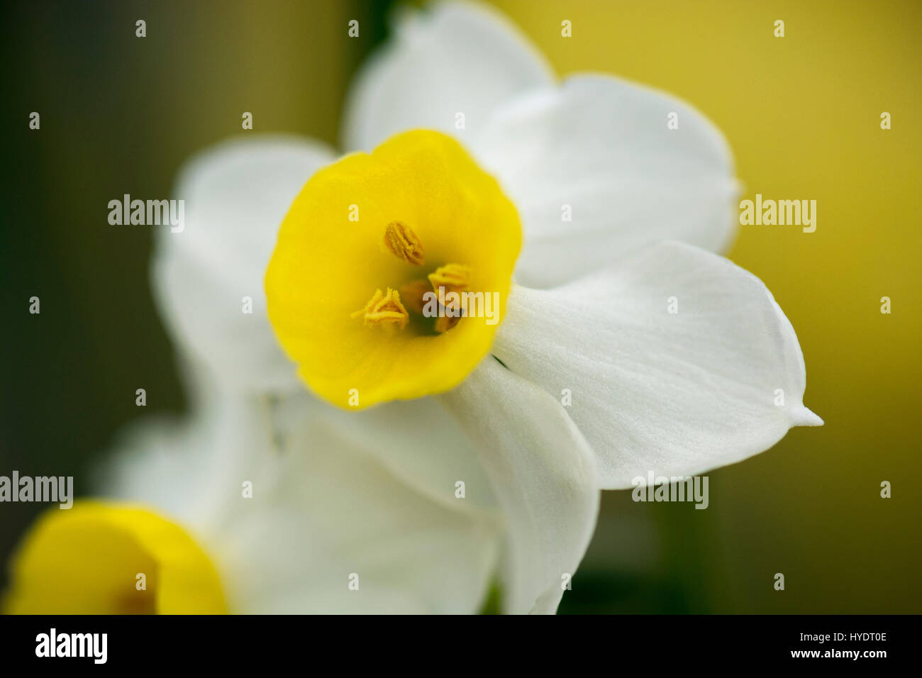 Daffodils growing inside a greenhouse Stock Photo Alamy