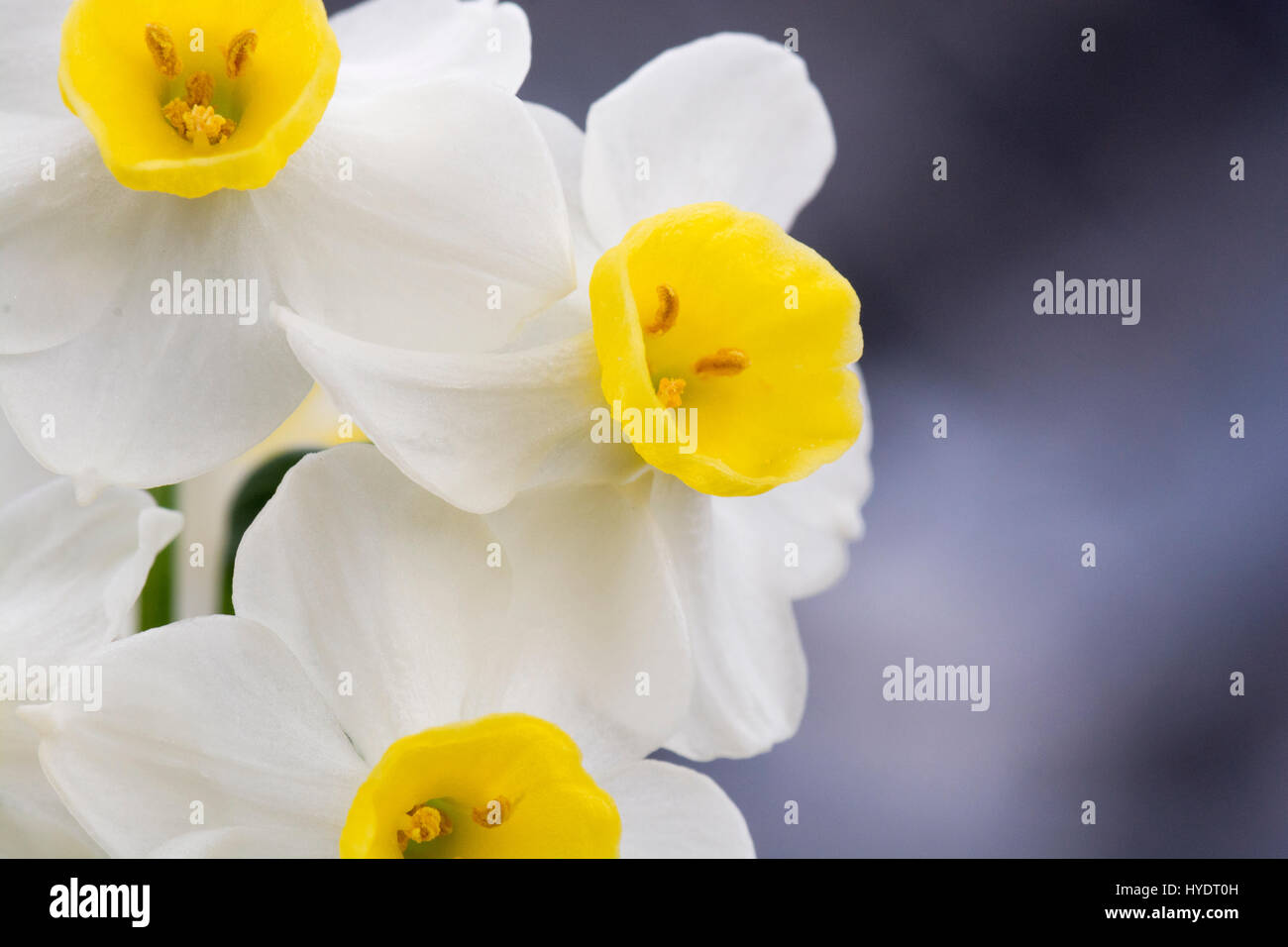 Daffodils growing inside a greenhouse Stock Photo Alamy