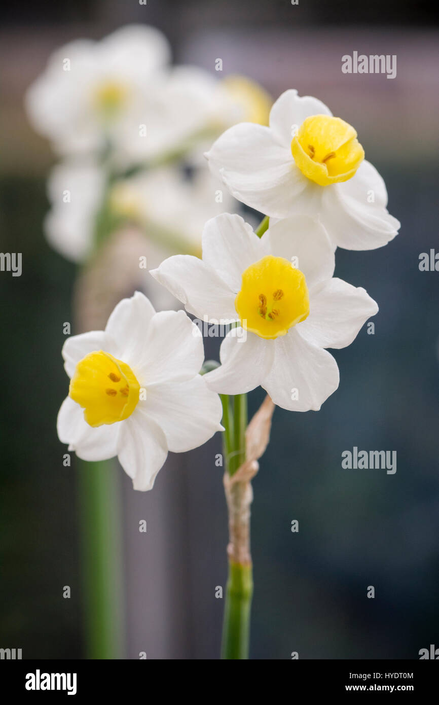 Daffodils growing inside a greenhouse Stock Photo Alamy