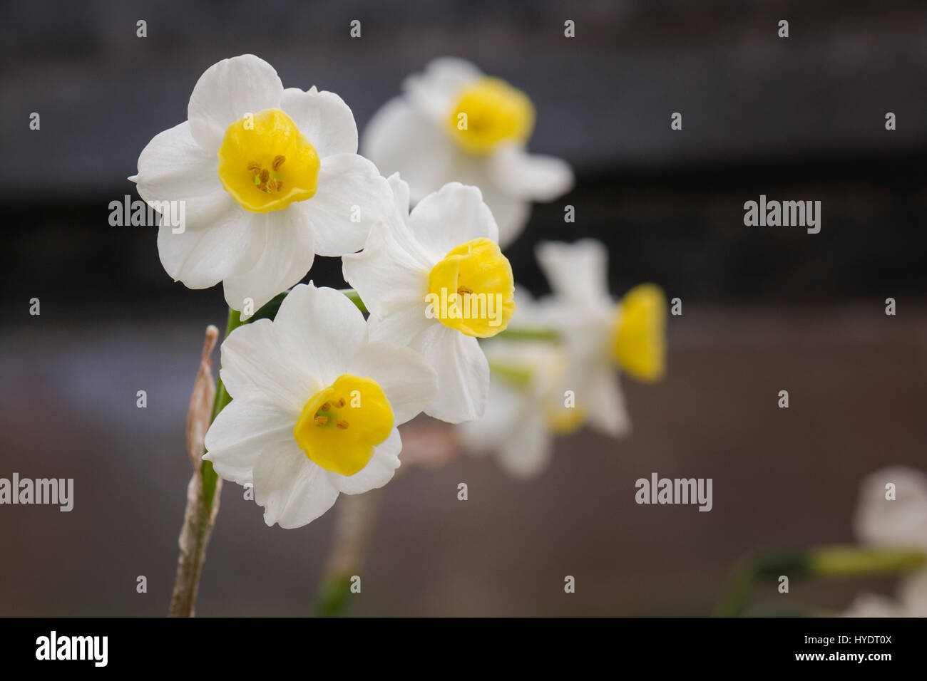 Daffodils growing inside a greenhouse Stock Photo Alamy