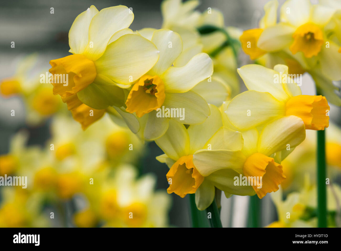 Daffodils growing inside a greenhouse Stock Photo Alamy