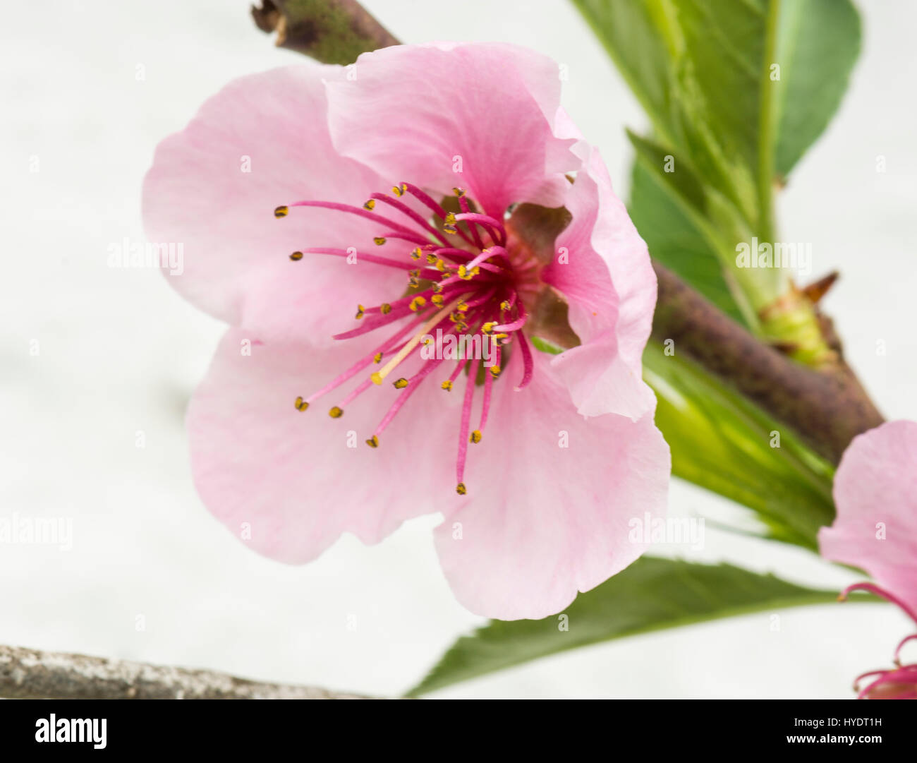 Nectarine/Peach blossom on espalier trees in a greenhouse Stock Photo