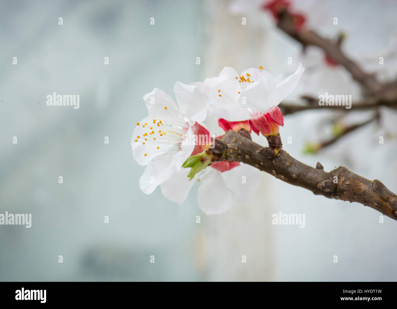 Nectarine/Peach blossom on espalier trees in a greenhouse Stock Photo