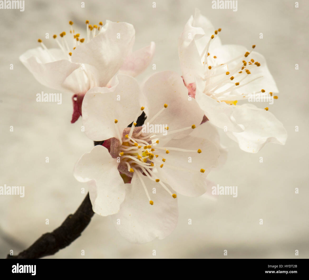 Nectarine/Peach blossom on espalier trees in a greenhouse Stock Photo