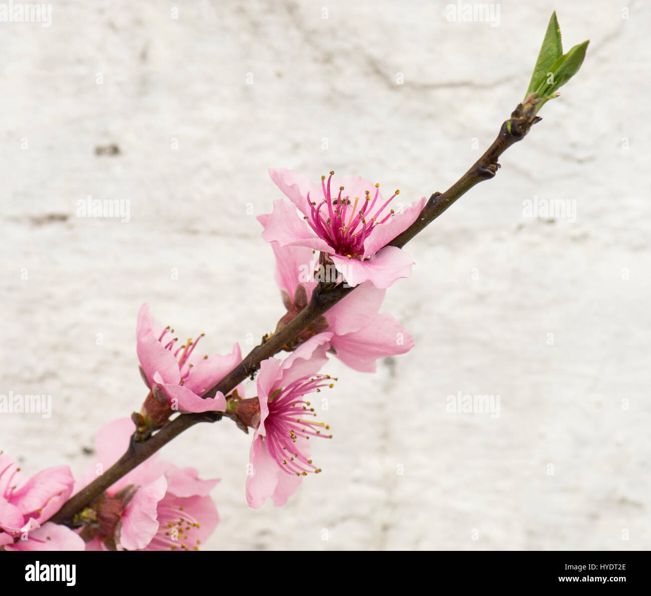Nectarine/Peach blossom on espalier trees in a greenhouse Stock Photo