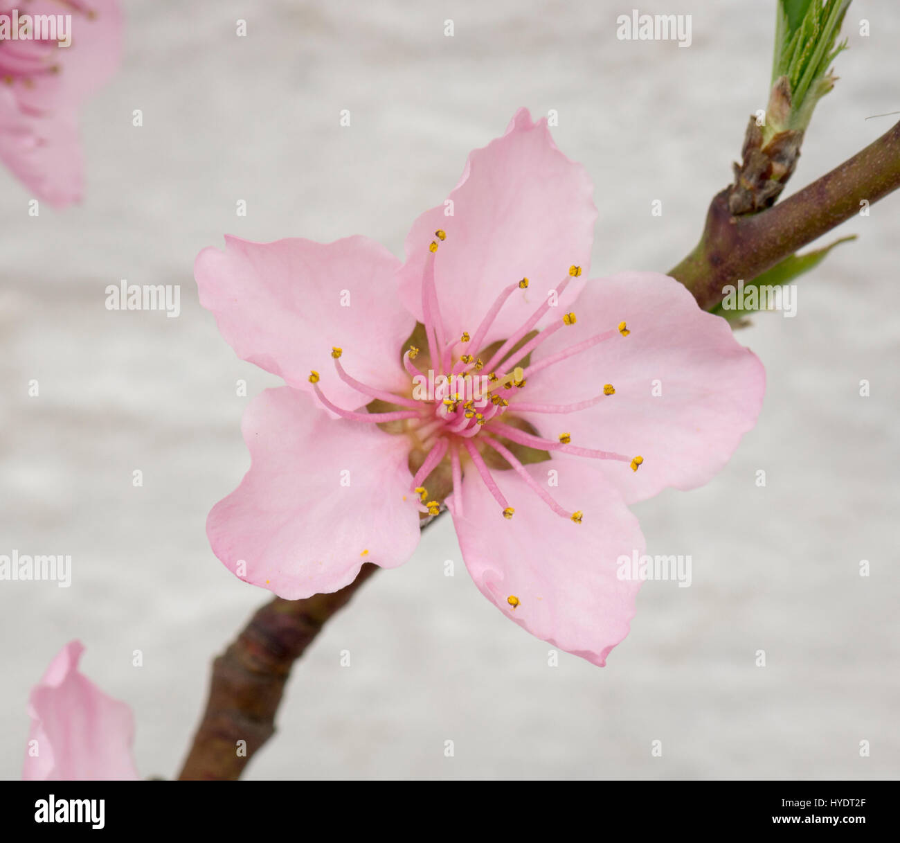 Nectarine/Peach blossom on espalier trees in a greenhouse Stock Photo