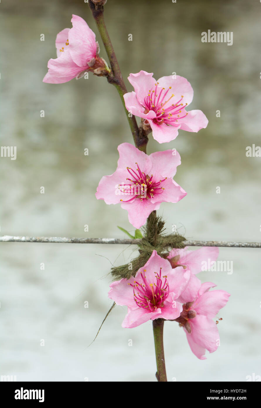 Nectarine/Peach blossom on espalier trees in a greenhouse Stock Photo