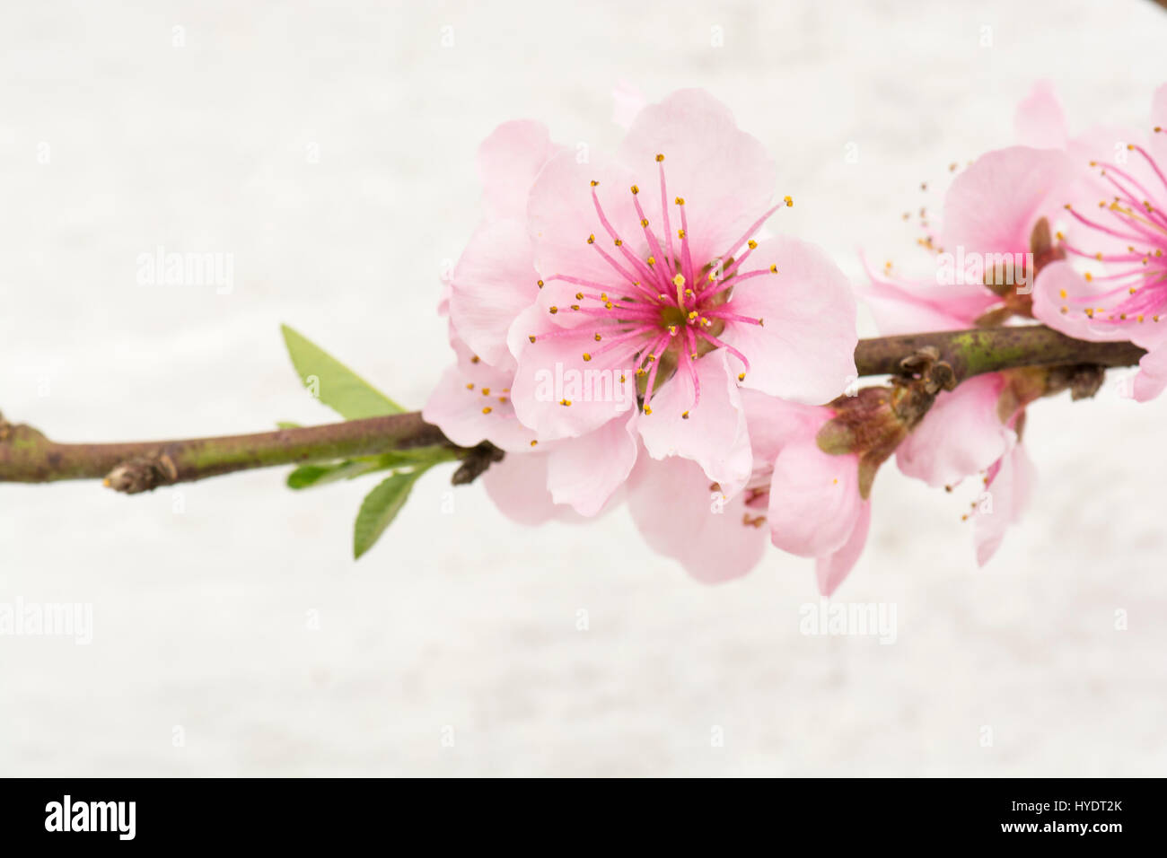 Nectarine/Peach blossom on espalier trees in a greenhouse Stock Photo