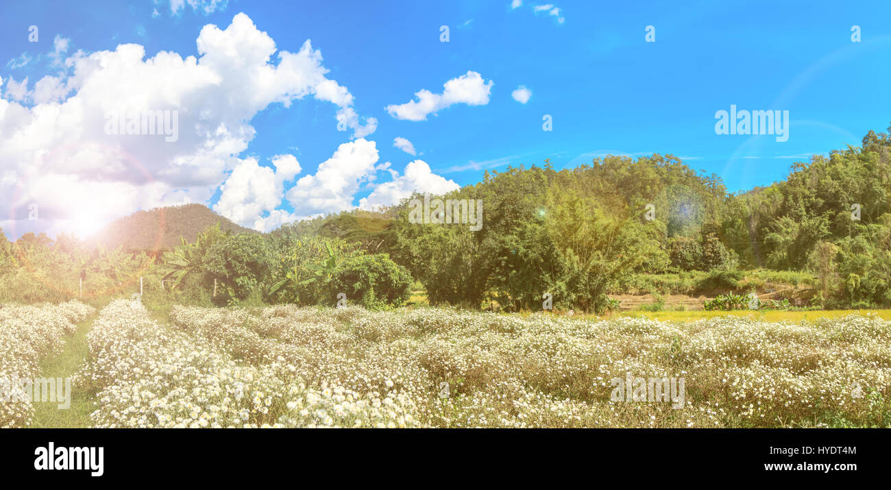 White chrysanthemum filed Type Species name Chrysanthemum indicum linn on blue sky. Soft flare sunlight. Stock Photo