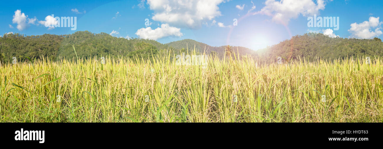 Paddy rice field landscape and blue sky and white cloud. Soft flare sunlight. Stock Photo