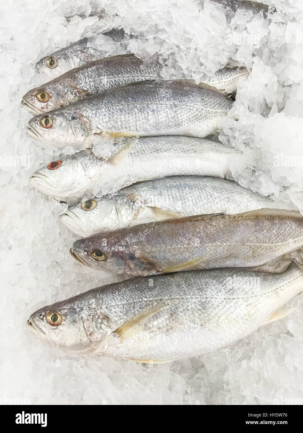 White croaker fish fresh in ice sell on market. Stock Photo