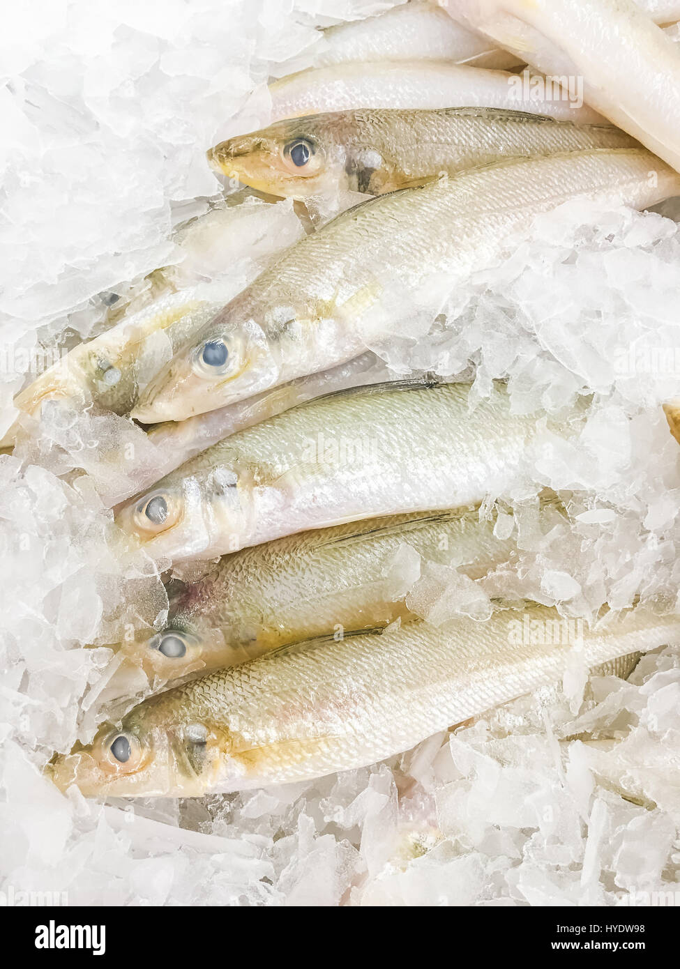 Silver sillago fish fresh in ice sell on market. Stock Photo