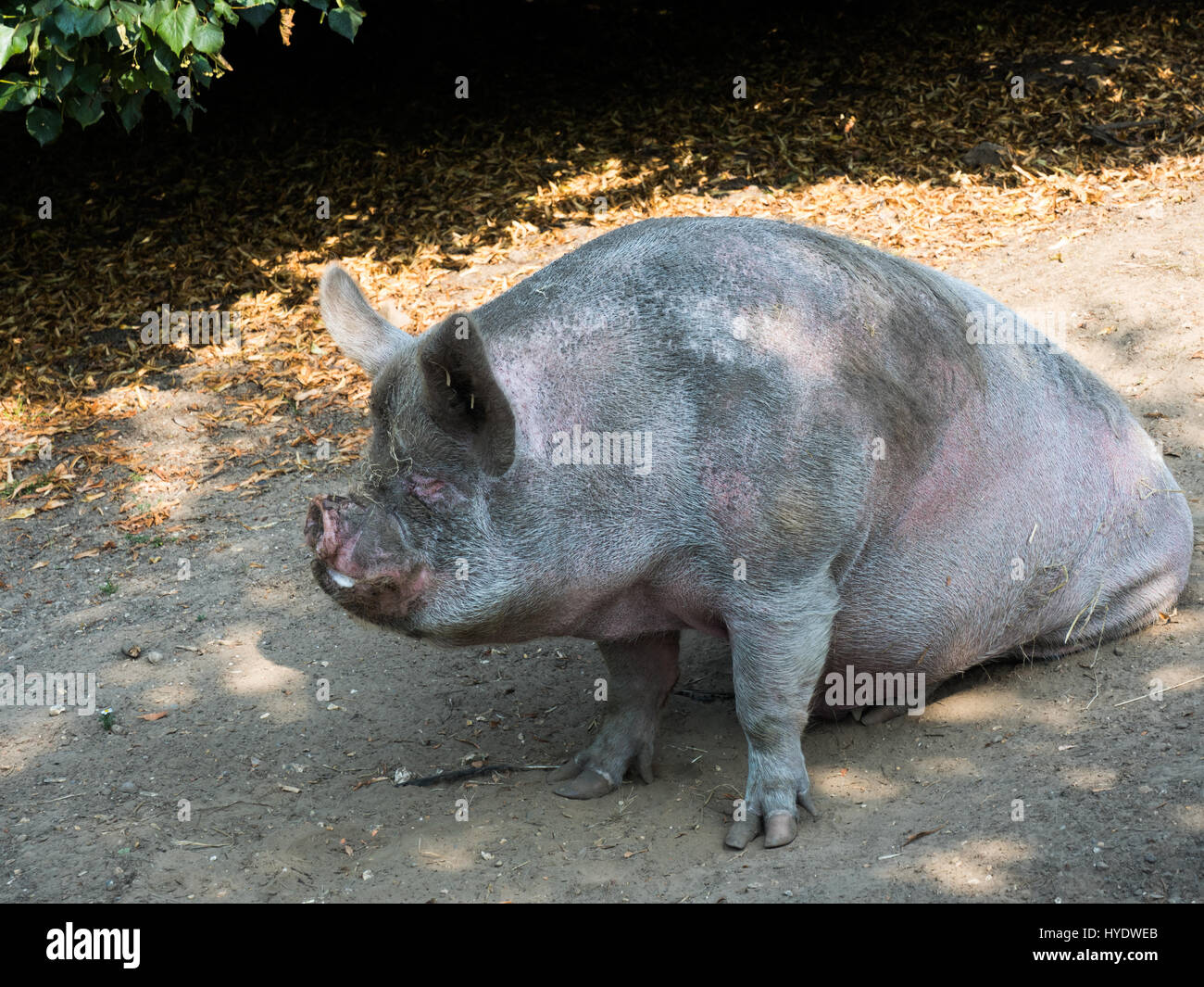 A pig sat down at Staughton Country Park Stock Photo