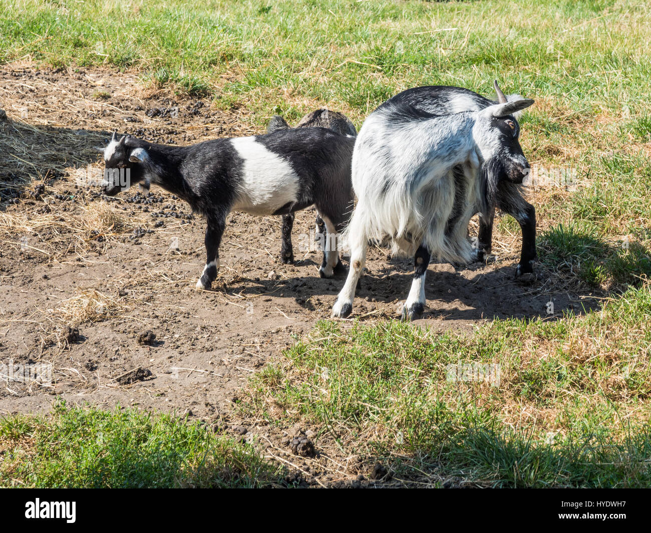 Goat and her kids at Staughton Country Park Stock Photo
