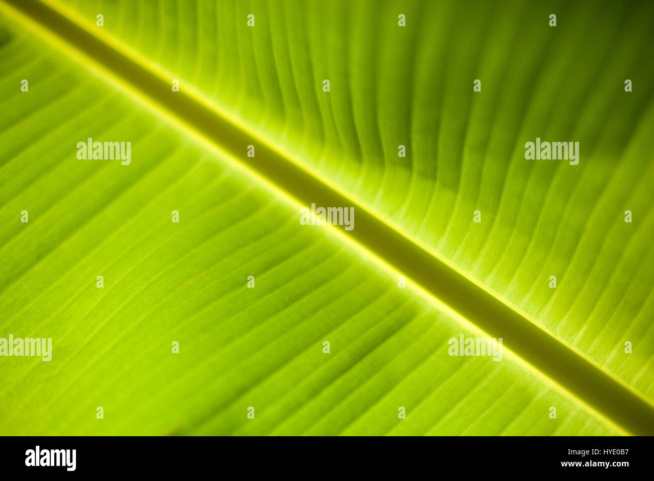 Details on a leaf Stock Photo