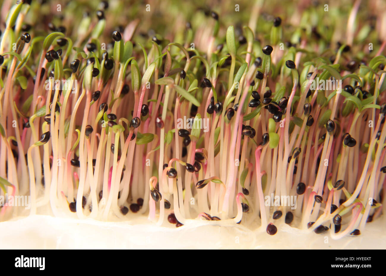 Red amaranth seeds begin to sprout Stock Photo