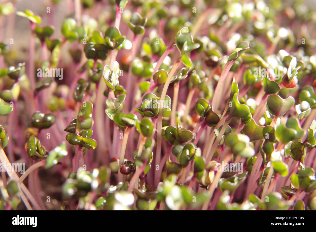 Red cabbage microgreens Stock Photo