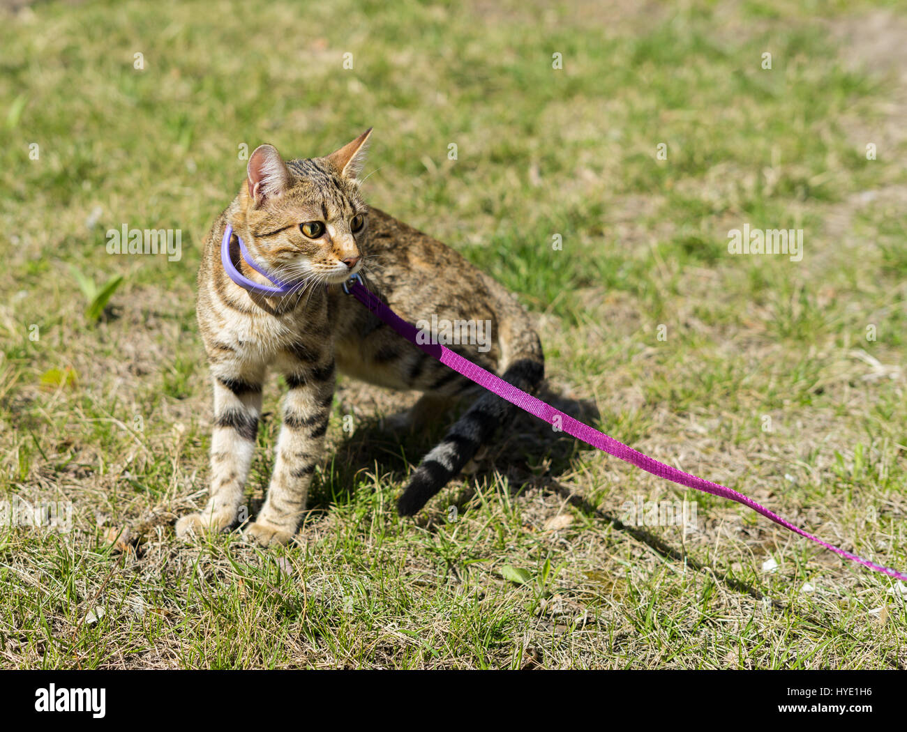 First going out. Kitten on a leash outdoor. She is scared Stock Photo