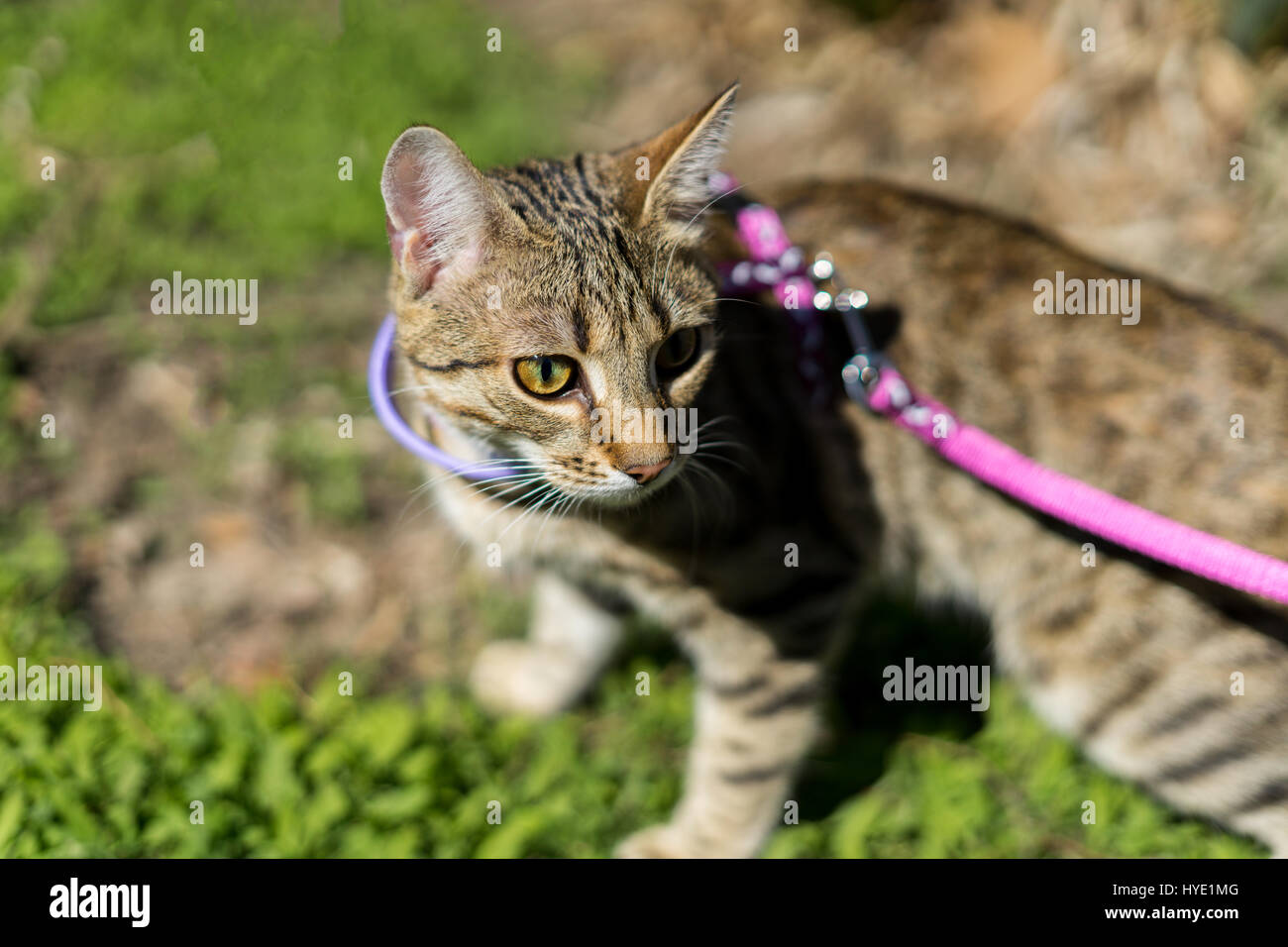First going out. Kitten on a leash outdoor. Cat hunting in natural surroundings Stock Photo
