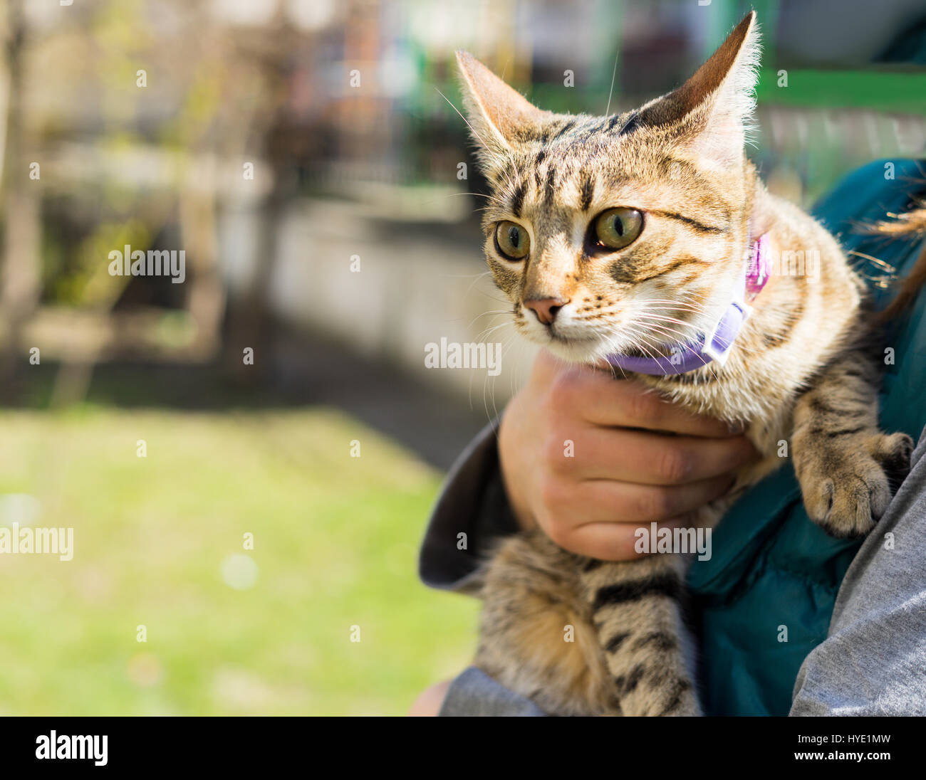 First going out. Kitten on a leash outdoor. Woman is holding cat on hands. Stock Photo