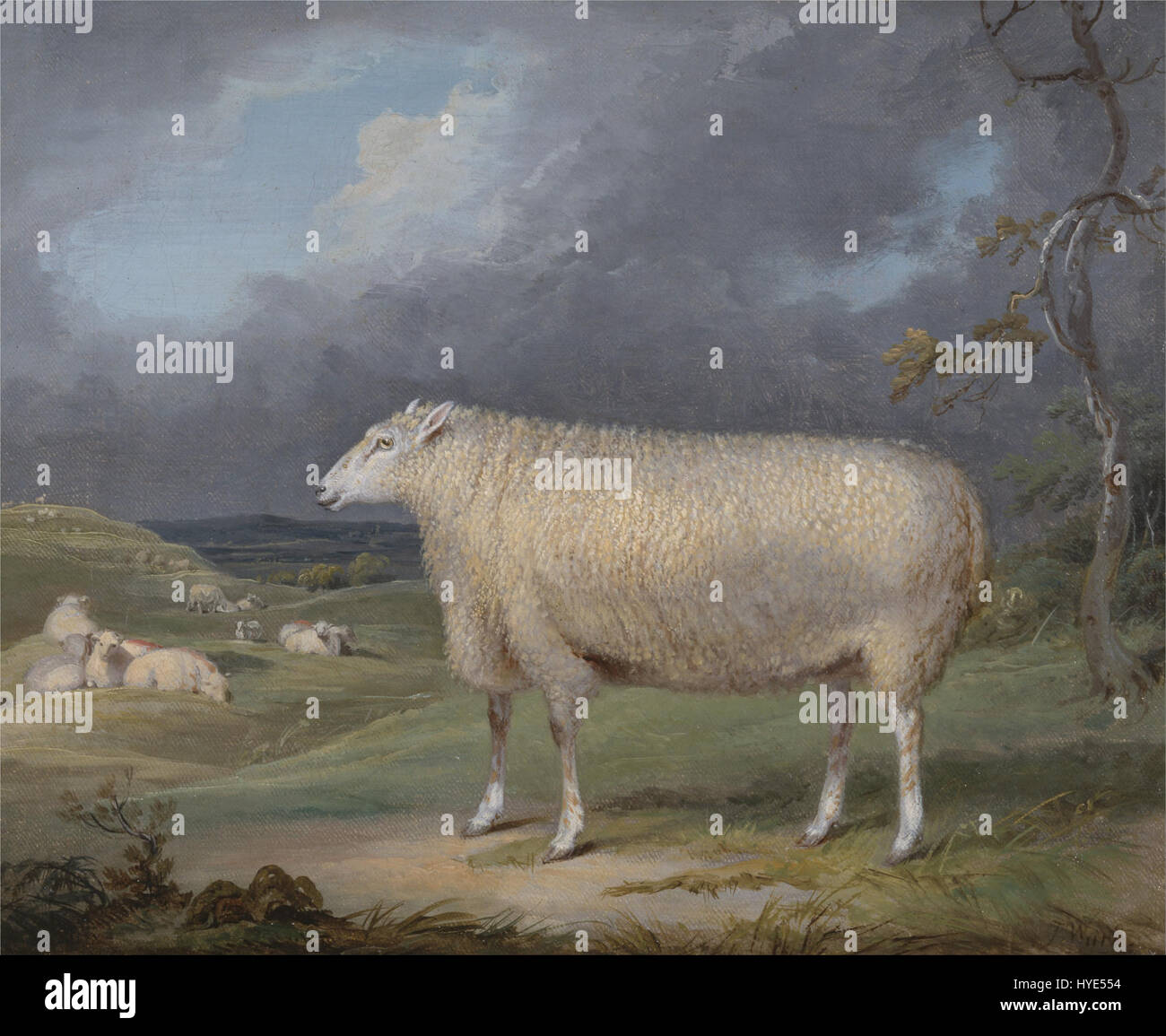 Border leicester ewe hi-res stock photography and images - Alamy
