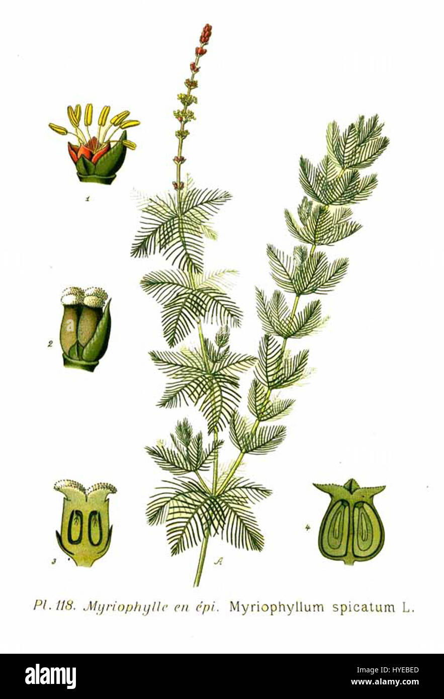 118 Myriophyllum spicatum L Stock Photo Alamy
