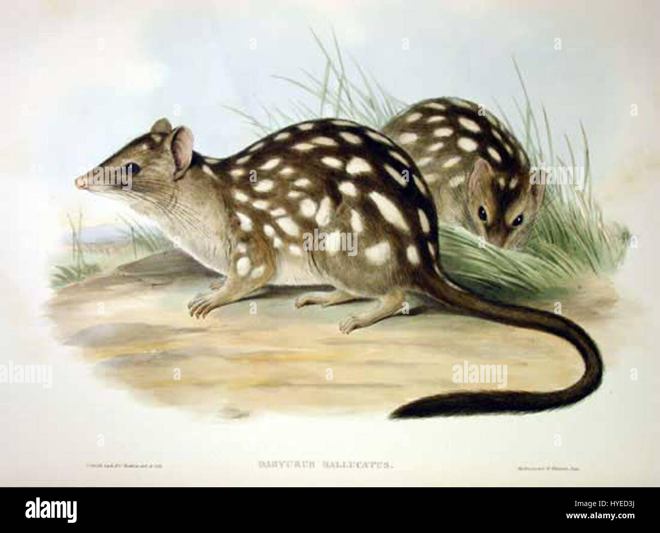 Dasyurus hallucatus, also known as the northern quoll, is an endangered ...
