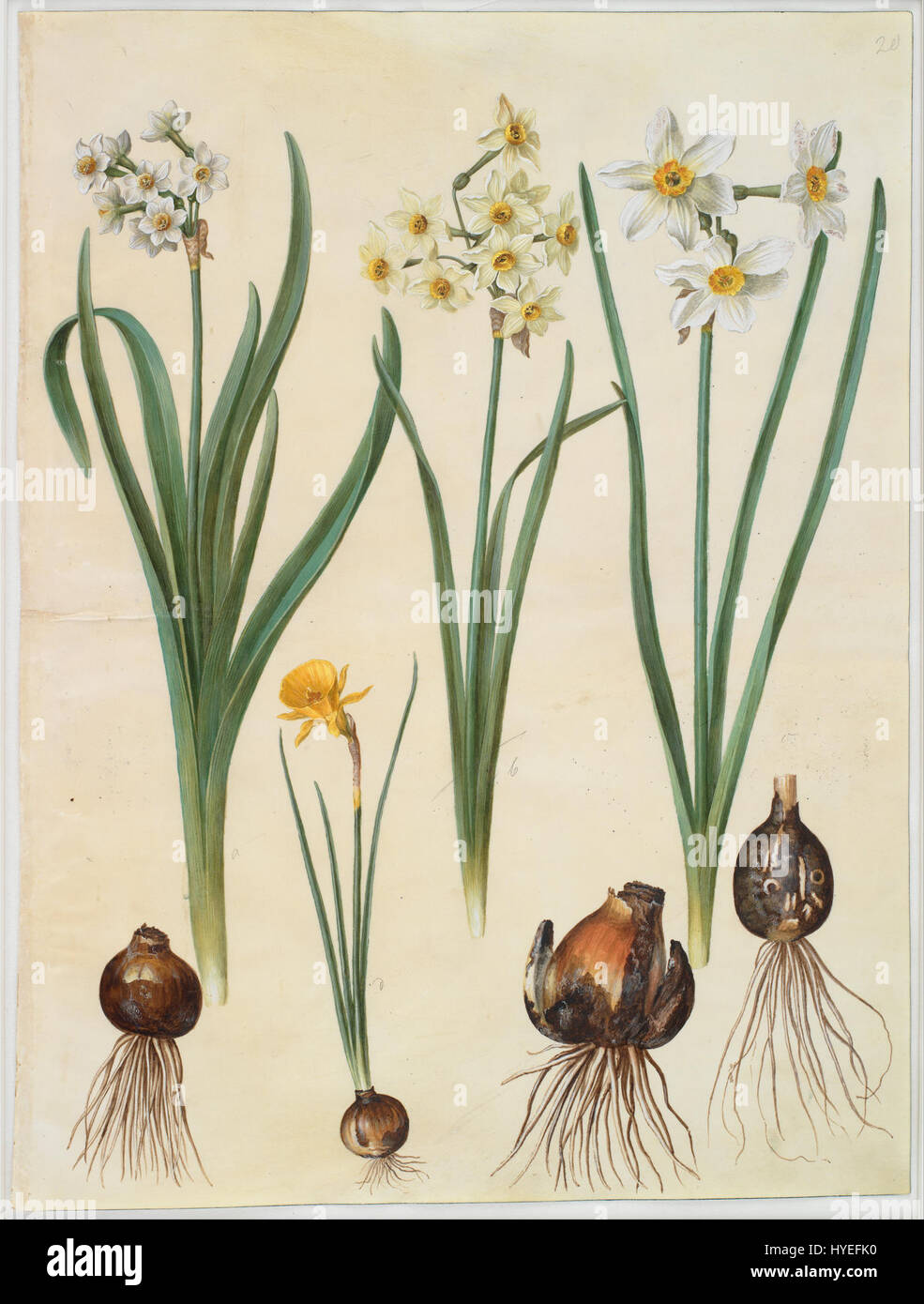 Johannes Simon Holtzbecher   Narcissus tazetta; Narcissus orientalis; Corbularia bulbocodium   Google Art Project Stock Photo