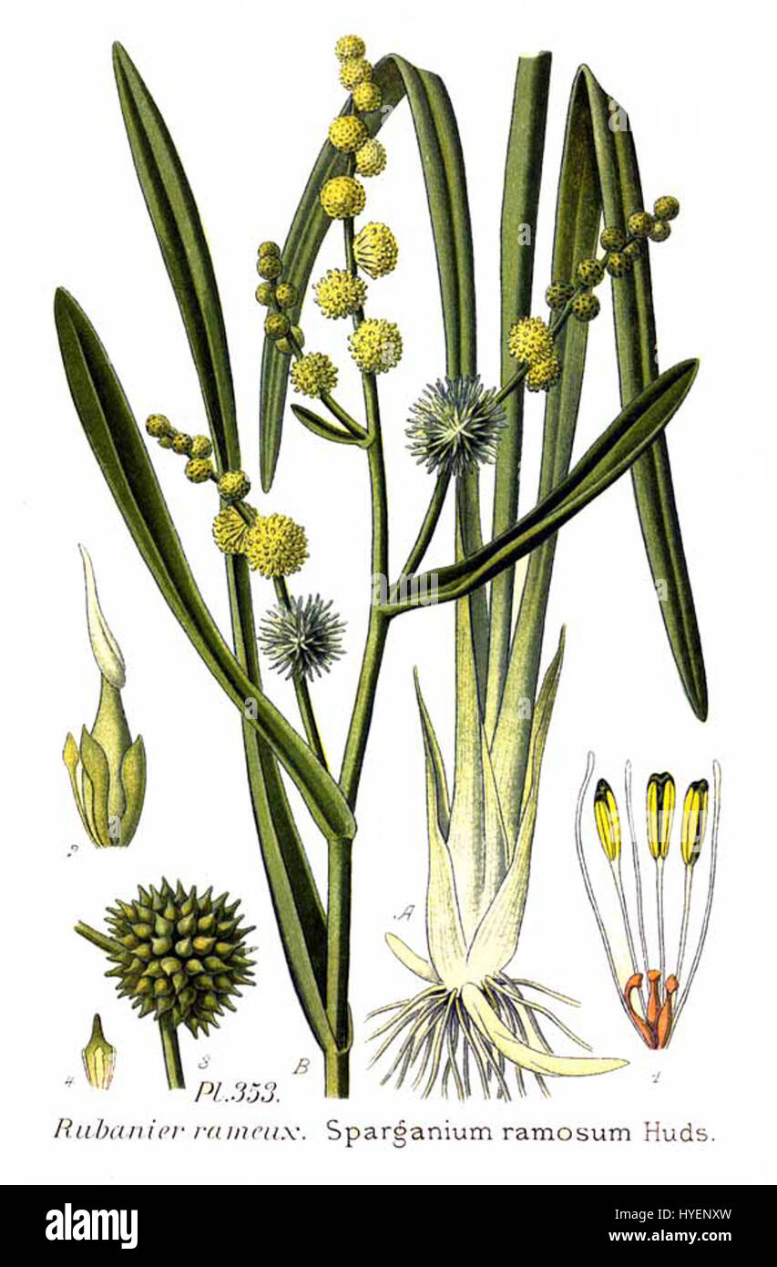 Sparganium ramosum, commonly known as branched bur-reed, is an aquatic ...