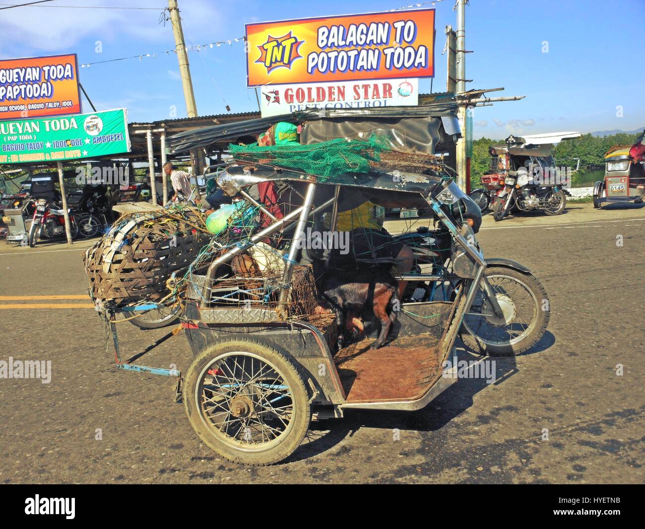 a goat on board a tricycle traveling along a highway in Pangasinan. Philippines Stock Photo